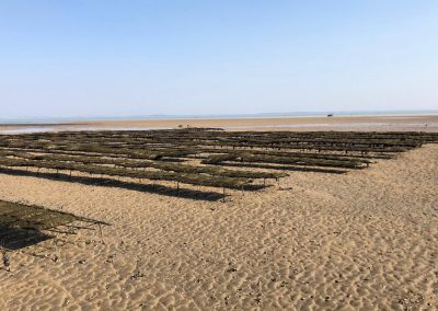 Oysters on sandbank