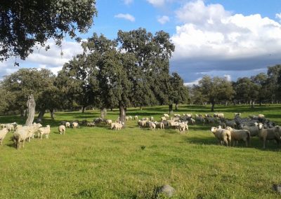 Moutons dans le Valle de los Pedroches